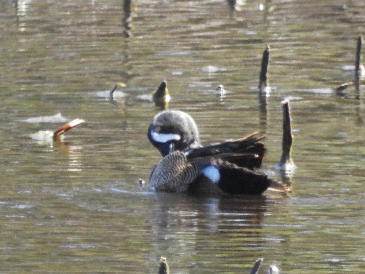 Blue-winged Teal - ML149087091