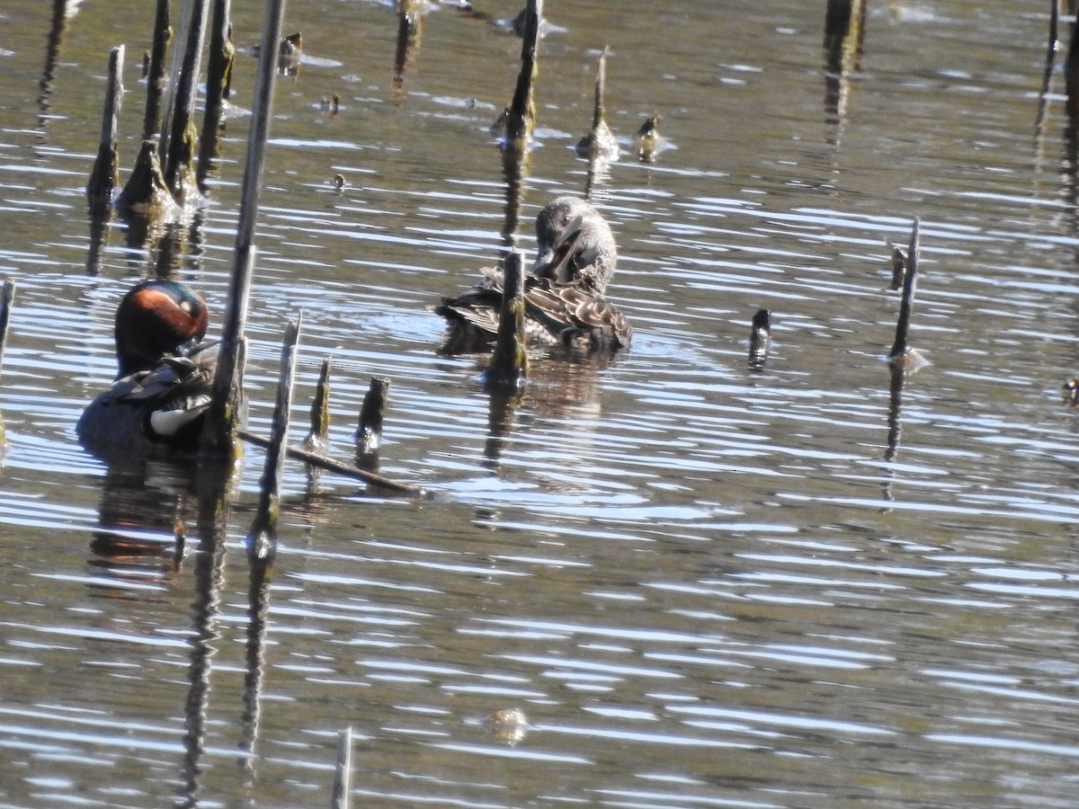 Green-winged Teal - ML149087191