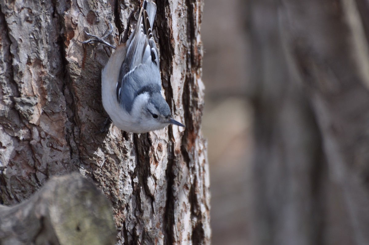 White-breasted Nuthatch - James Irvin
