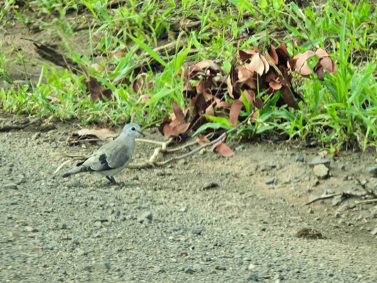 Emerald-spotted Wood-Dove - ML149089521