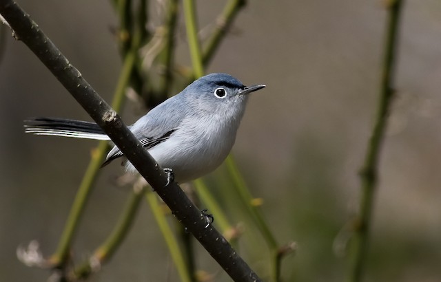 Blue Gray Gnat Catcher 1621  Fly Catcher Nature Photography Download