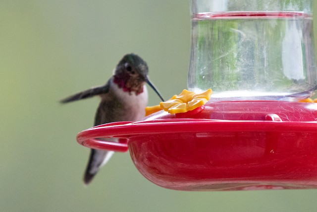 Broad-tailed Hummingbird