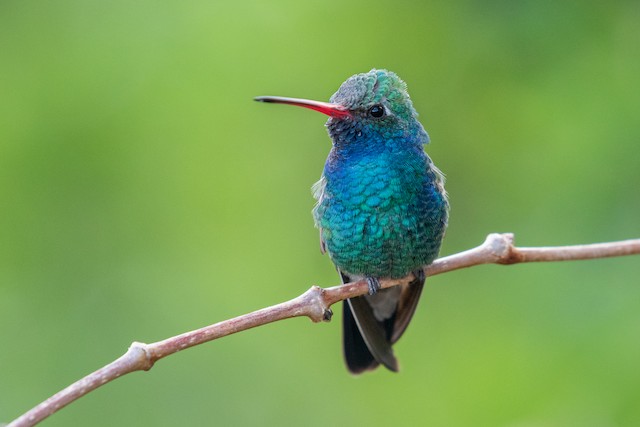 Broad-billed Hummingbird