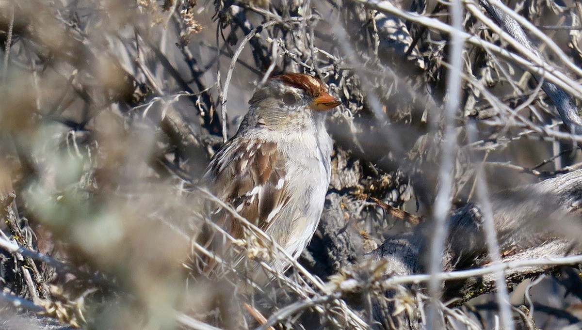 White-crowned Sparrow - ML149094391