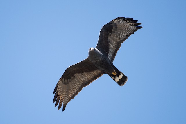 Zone-tailed Hawk