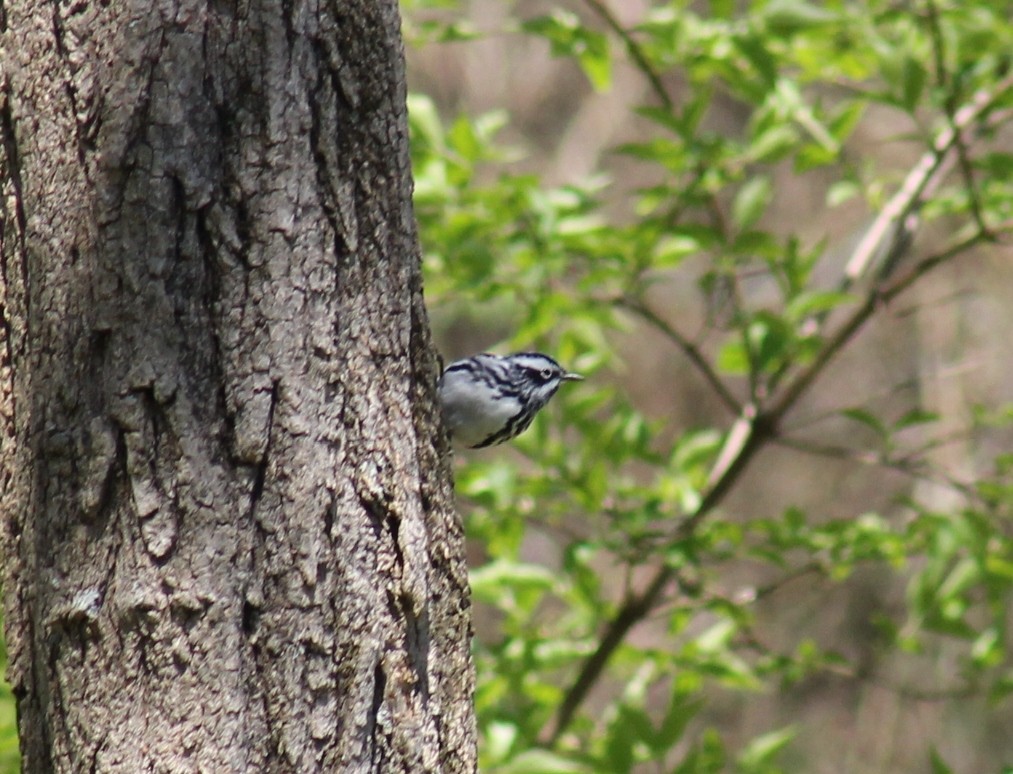 Black-and-white Warbler - ML149096791
