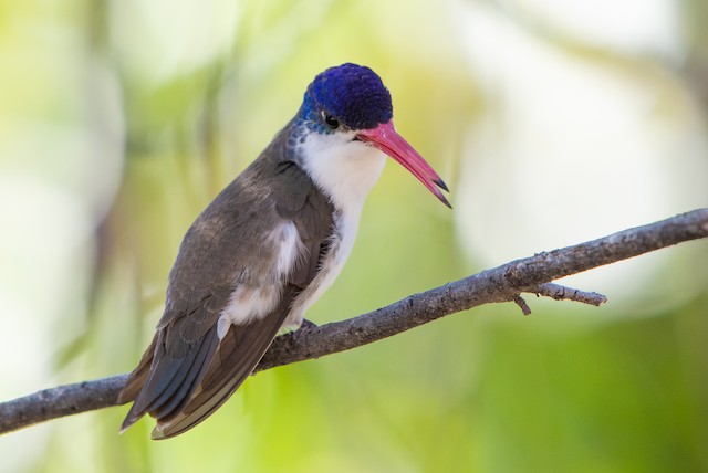 Violet-crowned Hummingbird