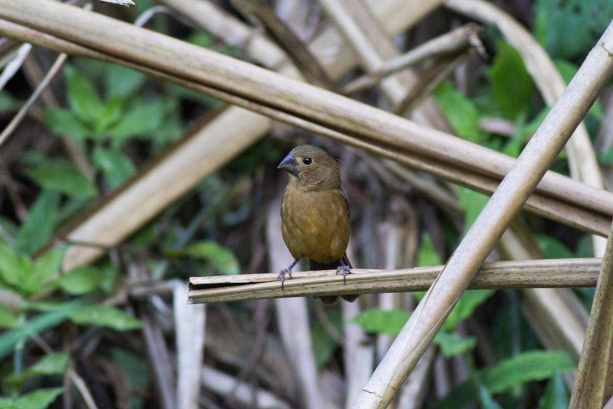 Thick-billed Seed-Finch - Francis Canto Jr