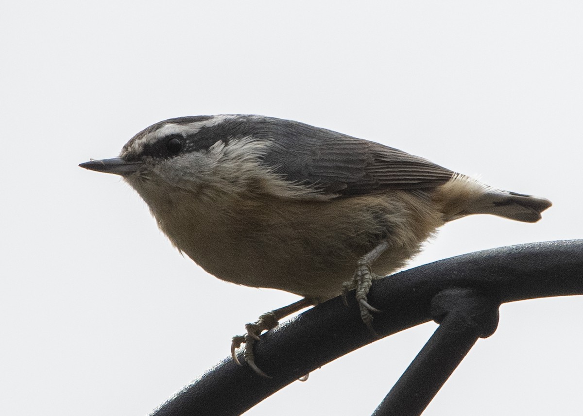 Red-breasted Nuthatch - ML149100841
