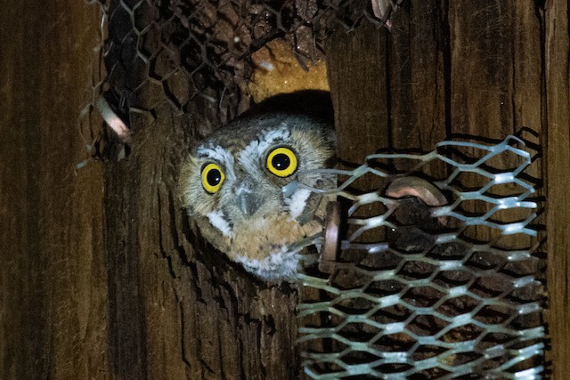 Elf Owl