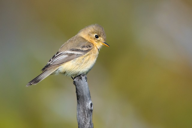 Buff-breasted Flycatcher