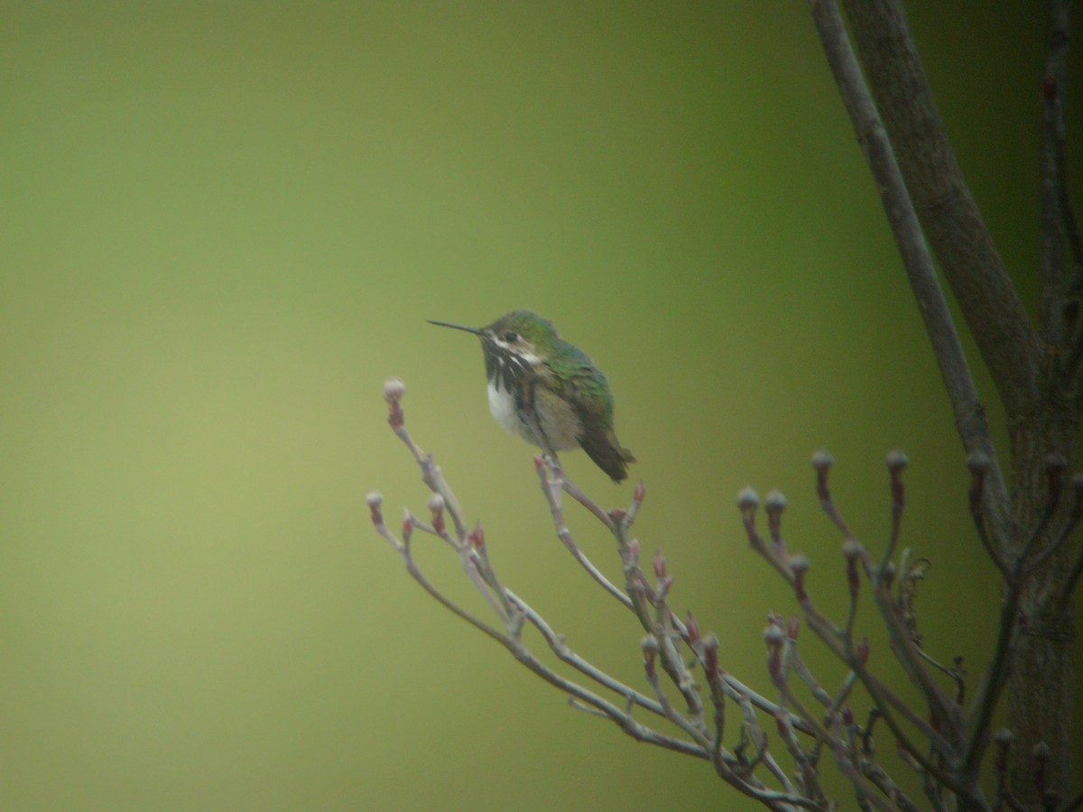 Calliope Hummingbird - Bill Shelmerdine
