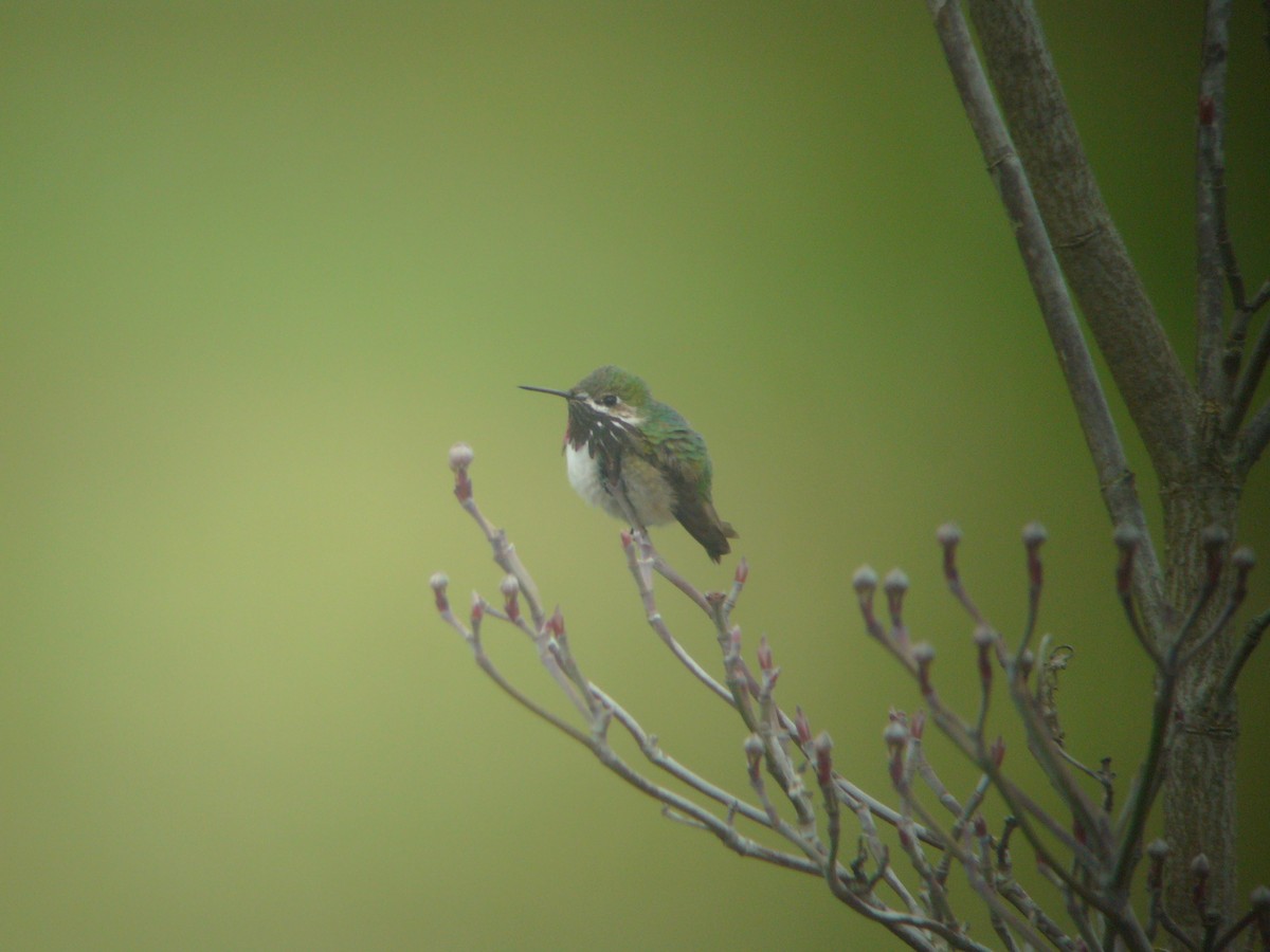 Calliope Hummingbird - Bill Shelmerdine