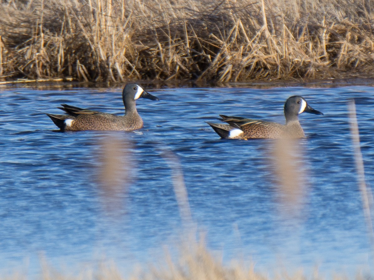 Blue-winged Teal - ML149106731