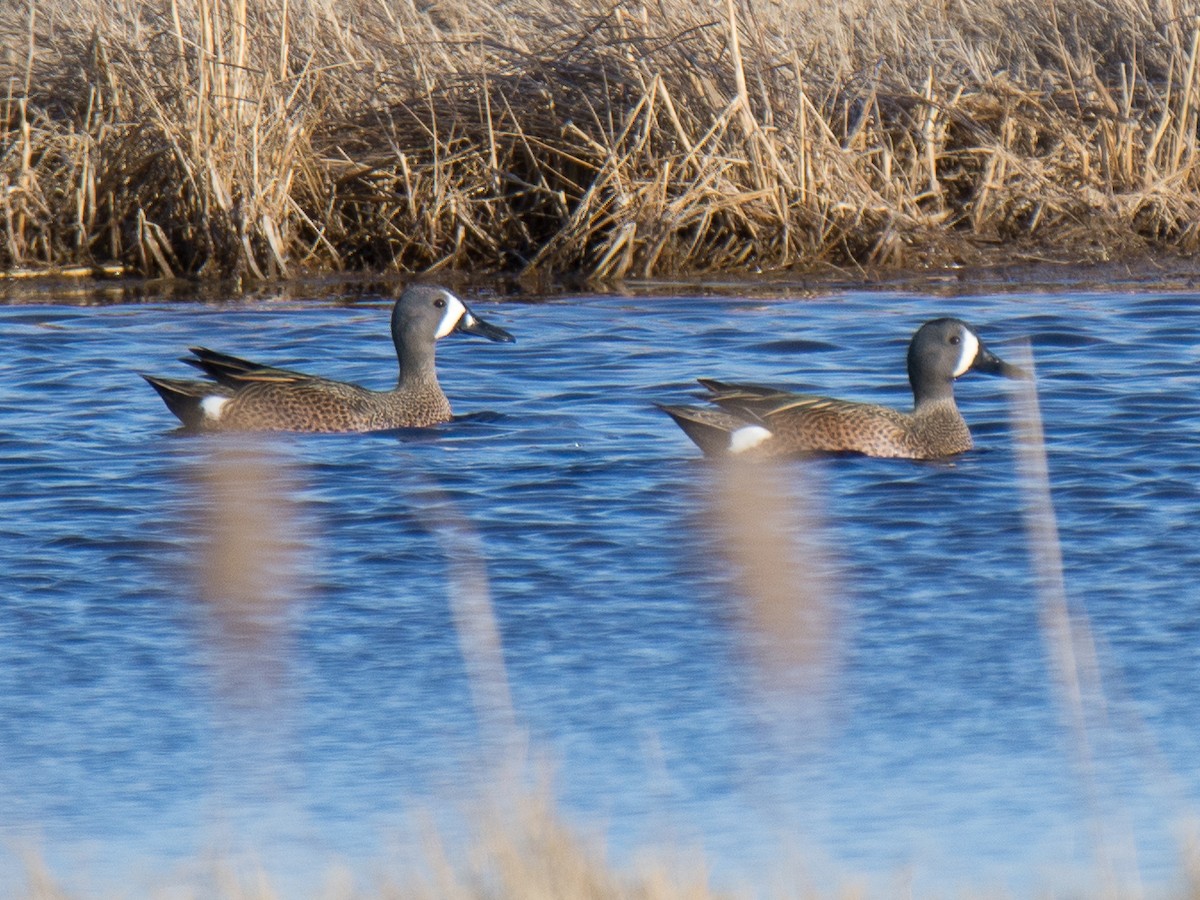 Blue-winged Teal - ML149106741