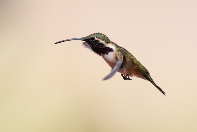 Lucifer Hummingbird