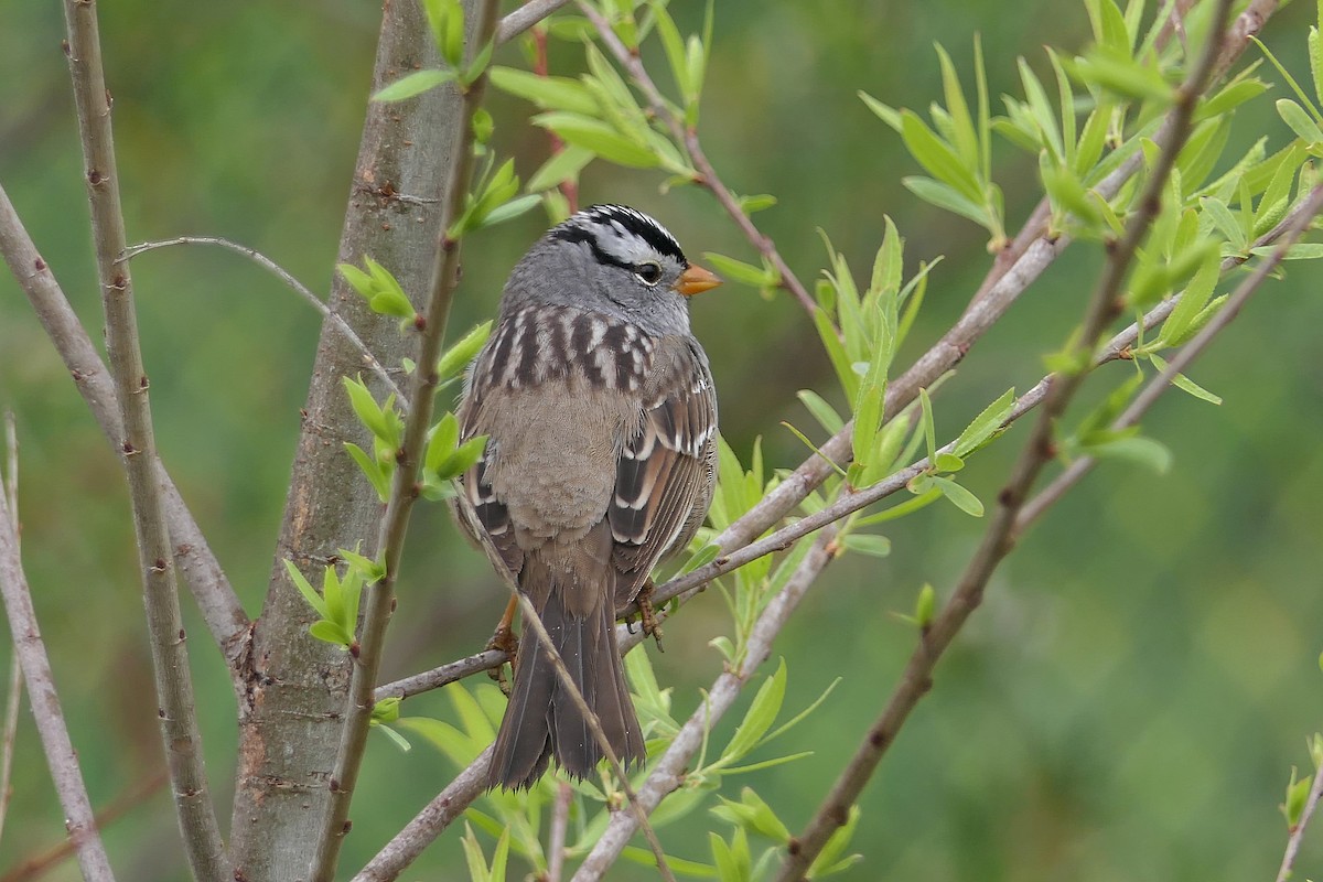 White-crowned Sparrow - Robert Hamilton