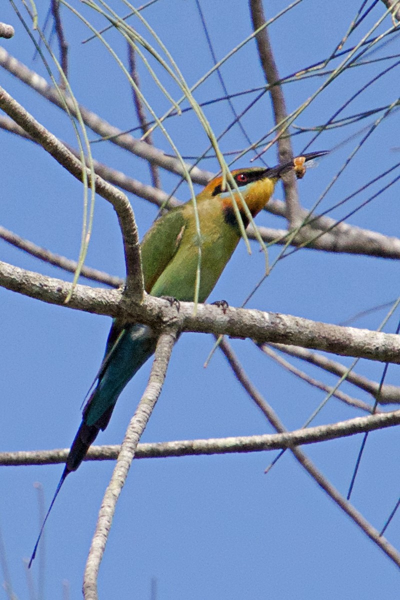 Rainbow Bee-eater - Gillie Matthew
