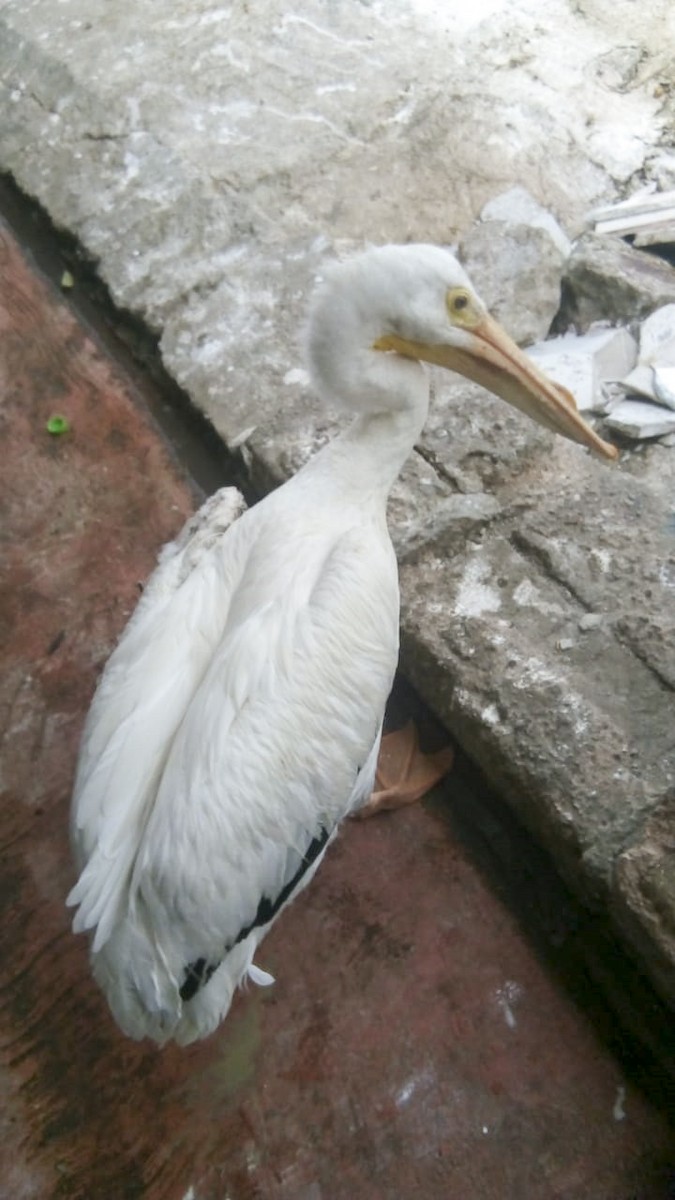 American White Pelican - Bennet Homero
