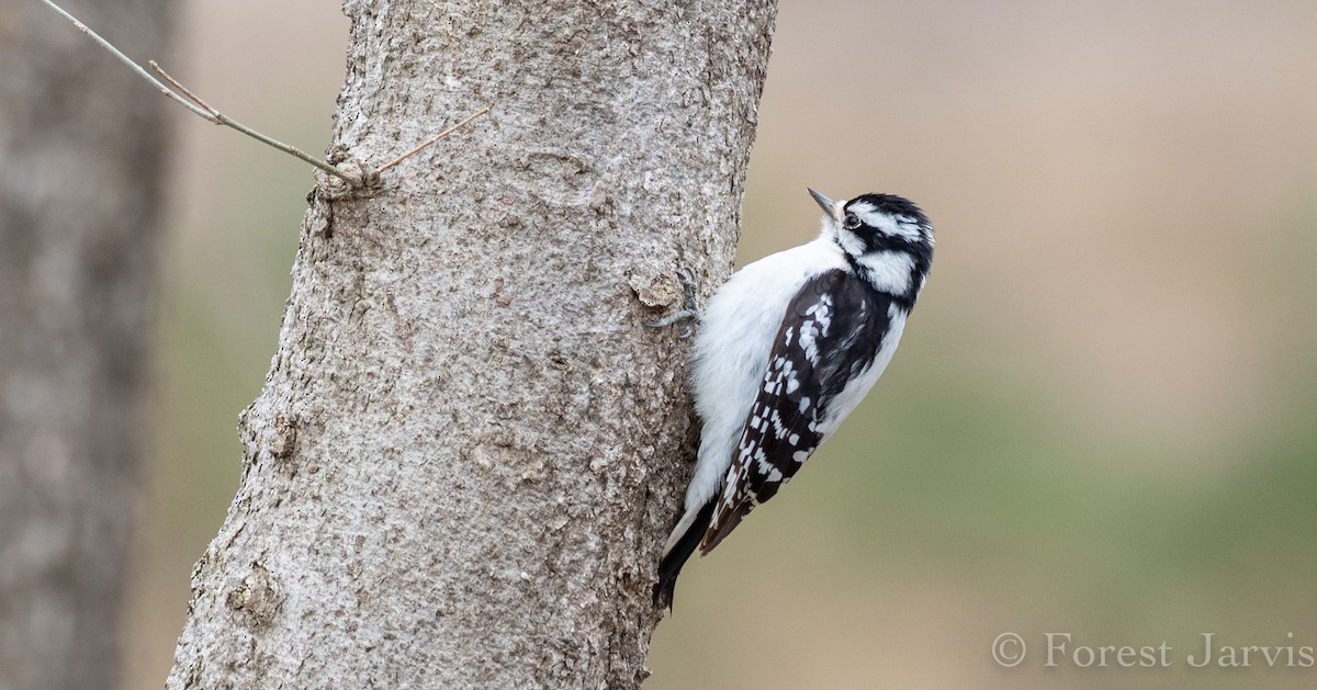 Downy Woodpecker - Forest Botial-Jarvis