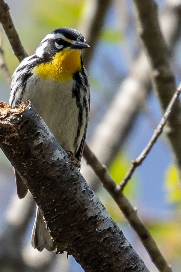 Yellow-throated Warbler - Bill Wood