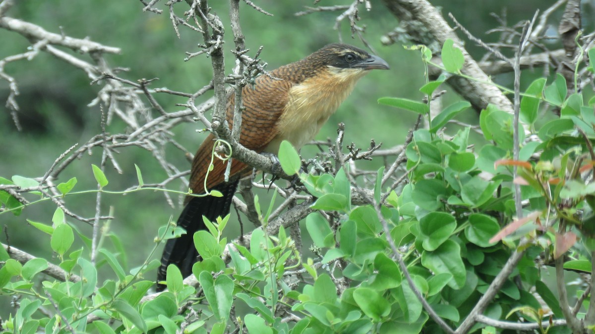 White-browed Coucal (Burchell's) - Shane Dollman