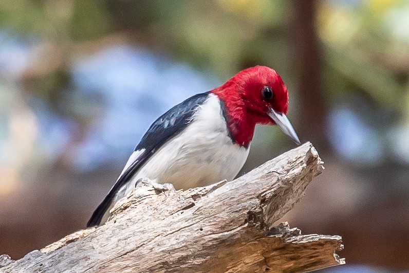 Red-headed Woodpecker - Bill Wood