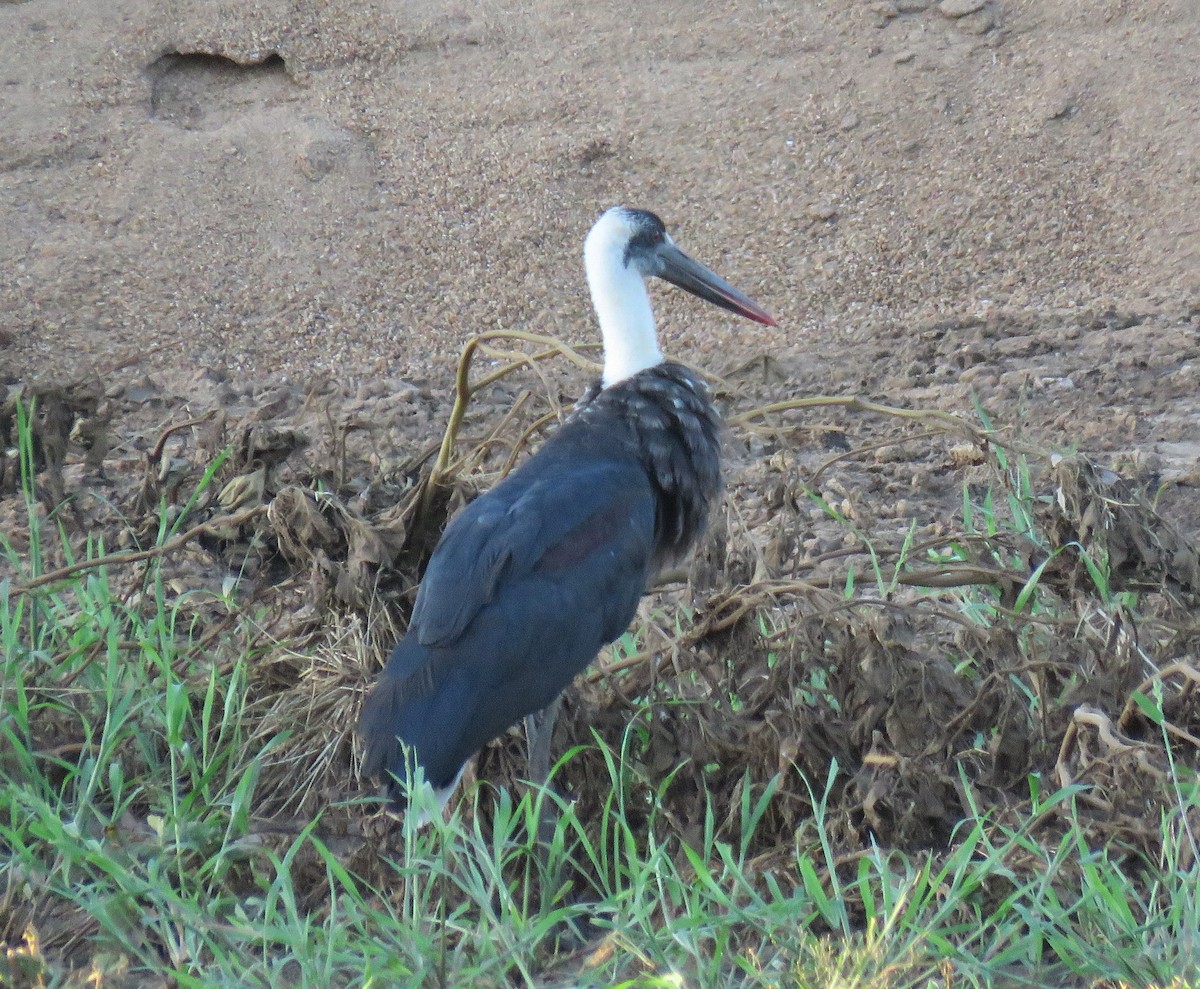 African Woolly-necked Stork - Becky Turley