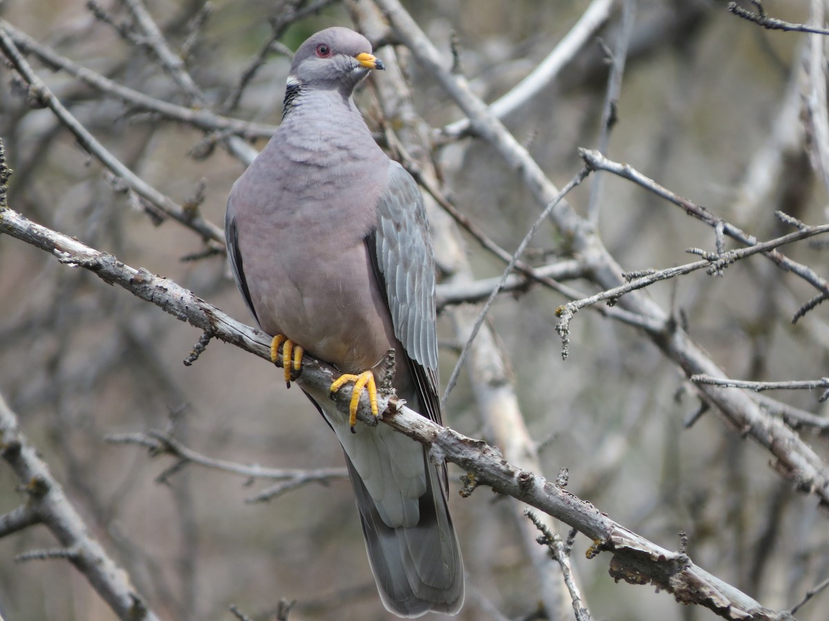 Band-tailed Pigeon - Neldon Kunz