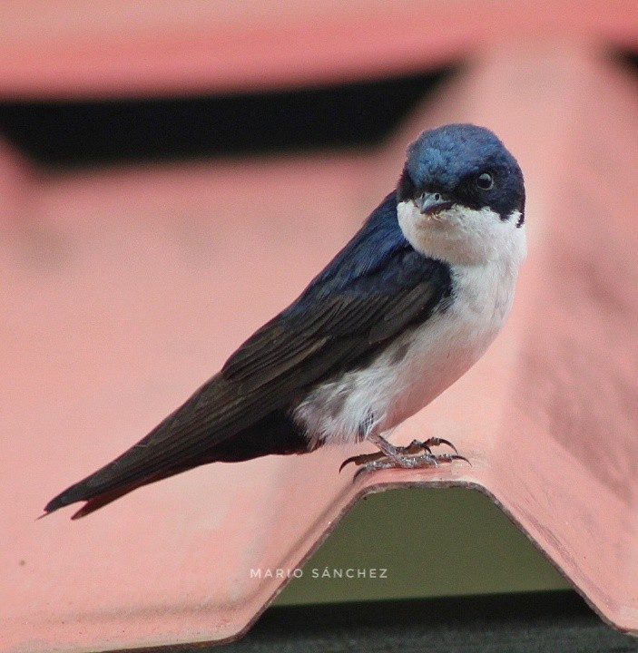 Blue-and-white Swallow - Mario Sánchez