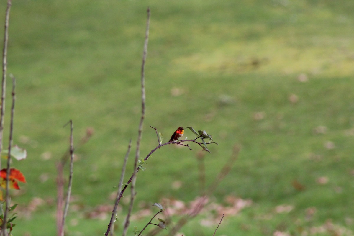 Rufous Hummingbird - Dan Kuhlman
