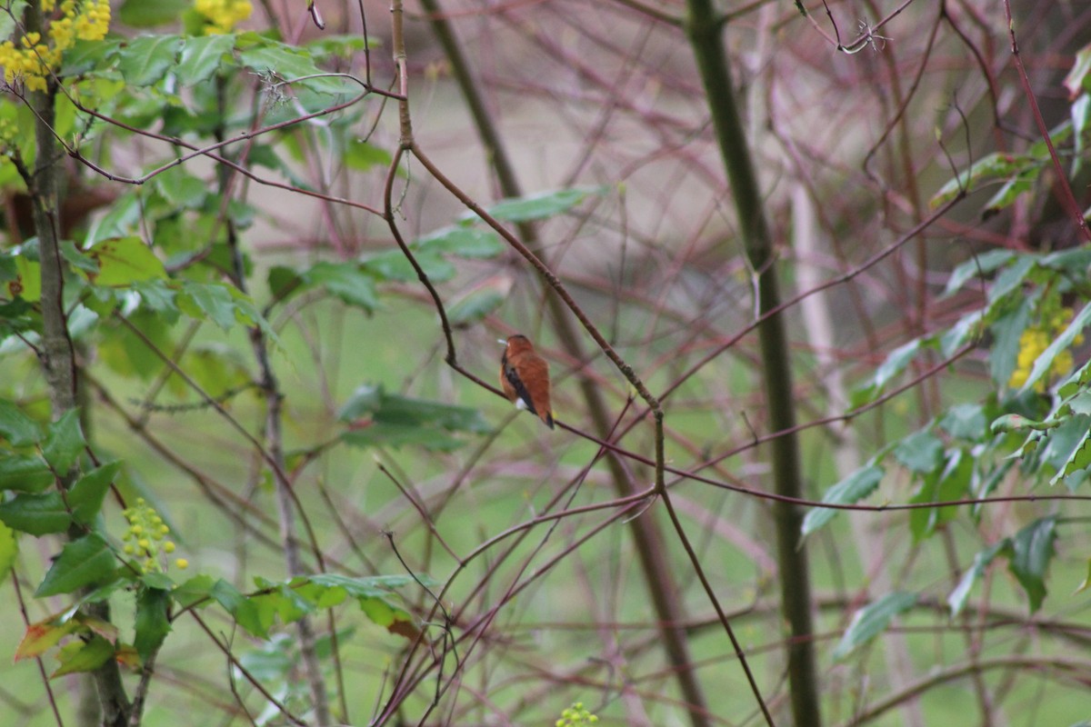 Rufous Hummingbird - Dan Kuhlman