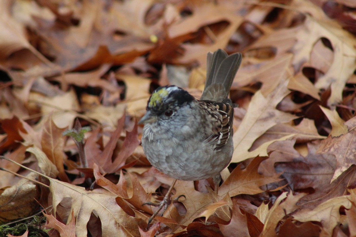 Golden-crowned Sparrow - ML149118371