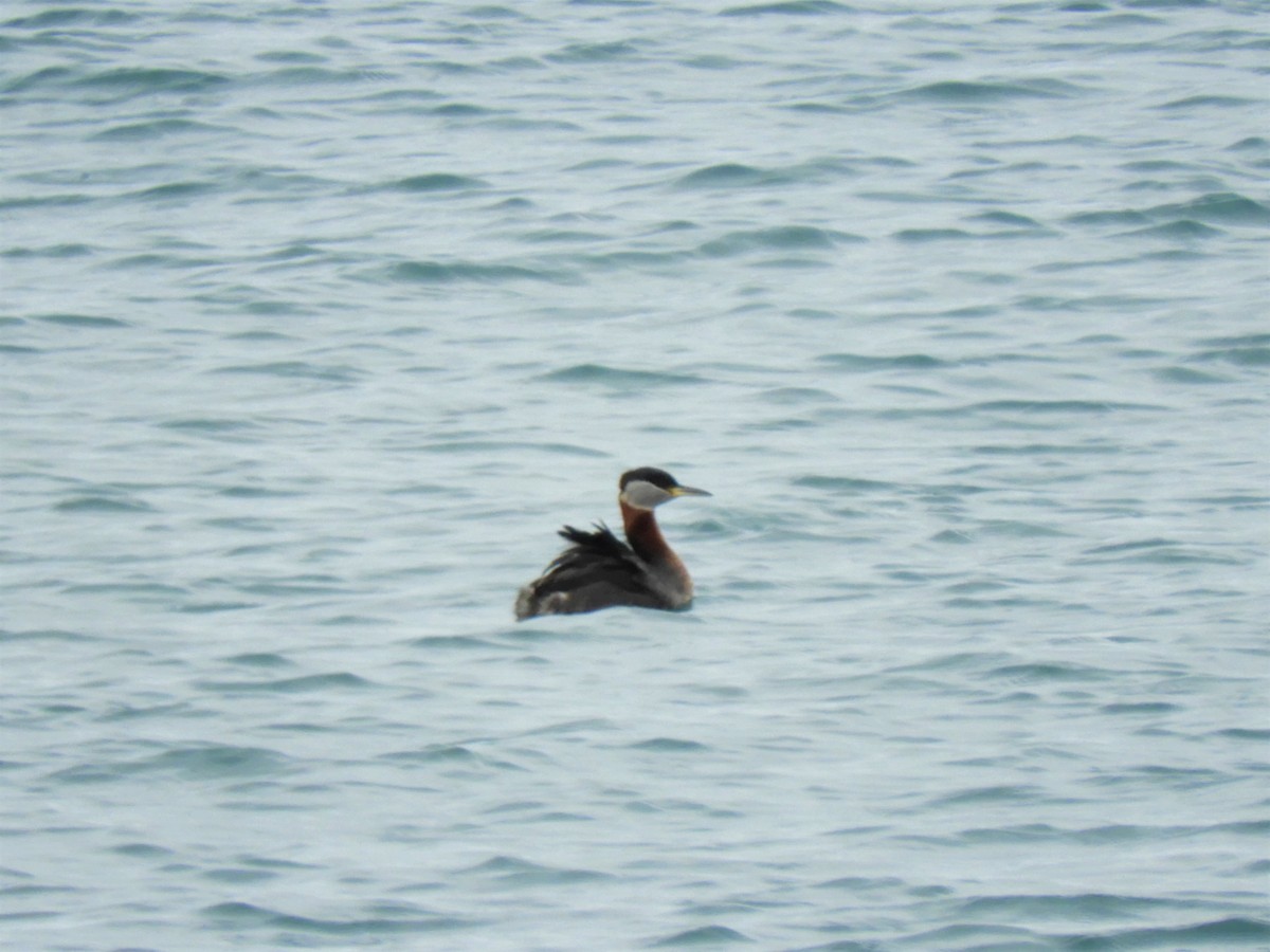Red-necked Grebe - ML149118481