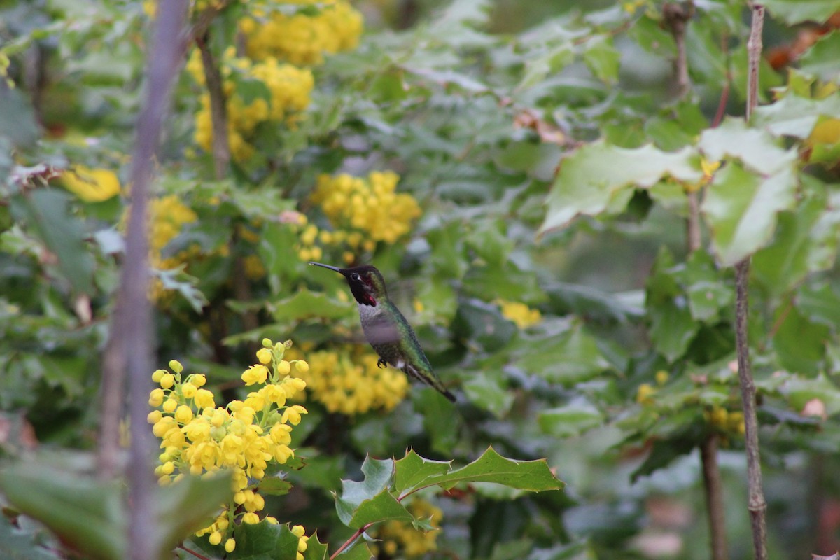 Anna's Hummingbird - ML149118621