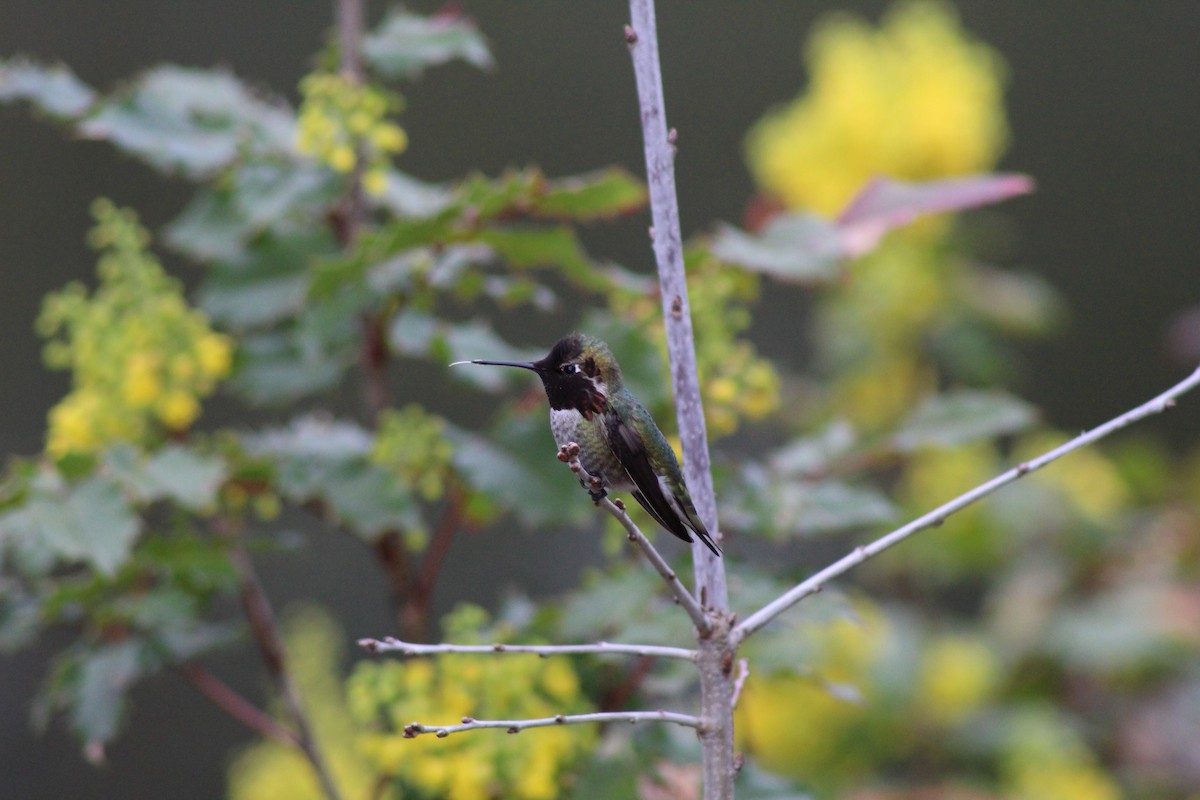 Anna's Hummingbird - Dan Kuhlman