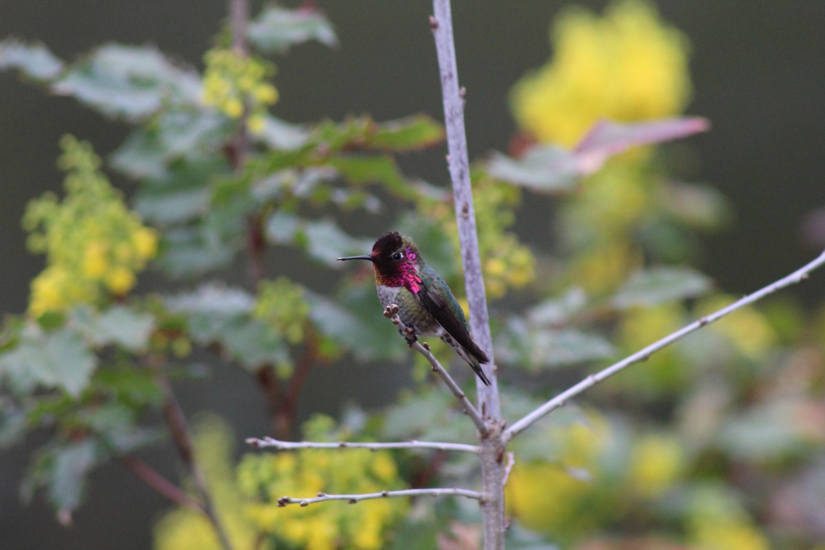 Anna's Hummingbird - ML149118881