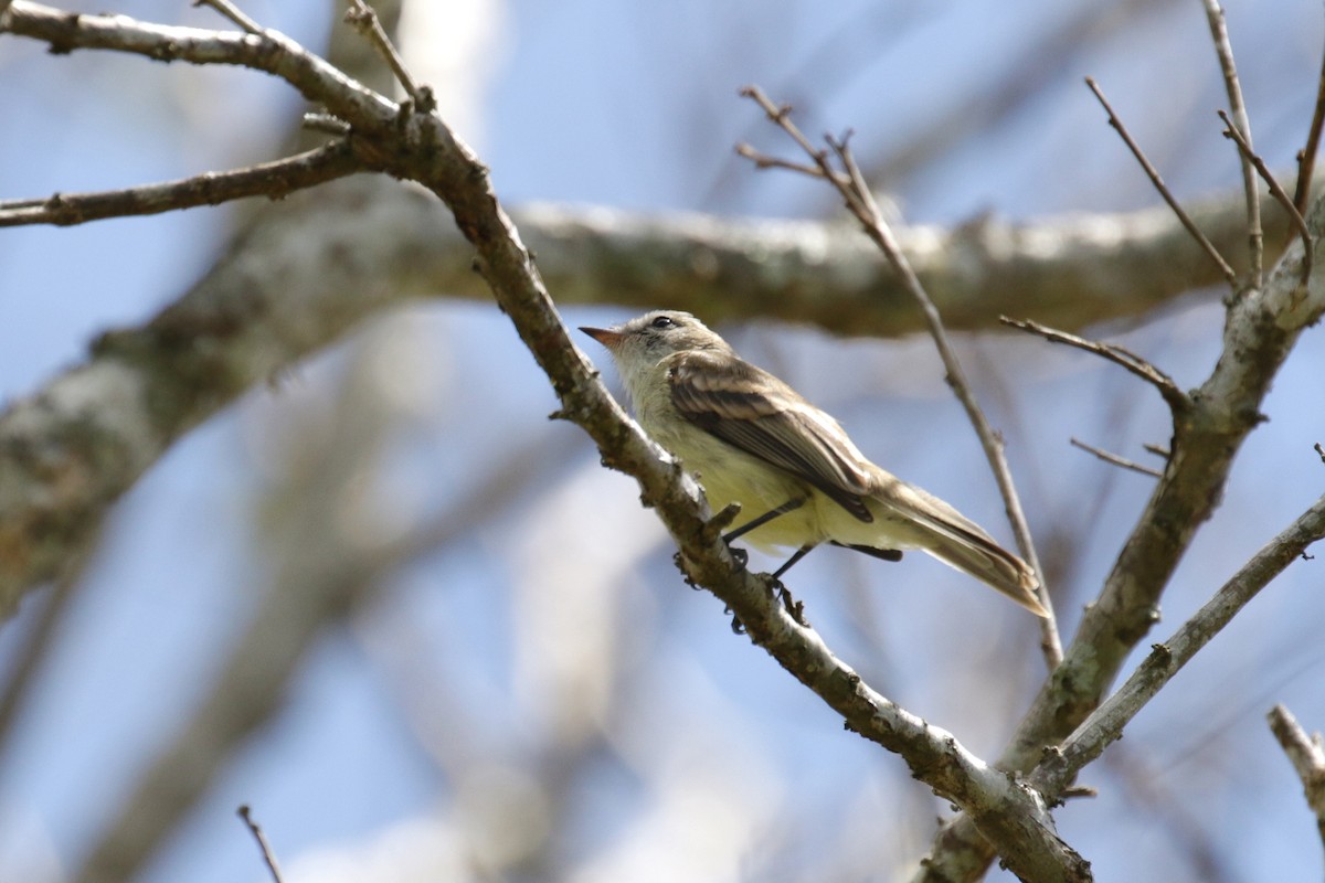 Northern Mouse-colored Tyrannulet - Cameron Eckert