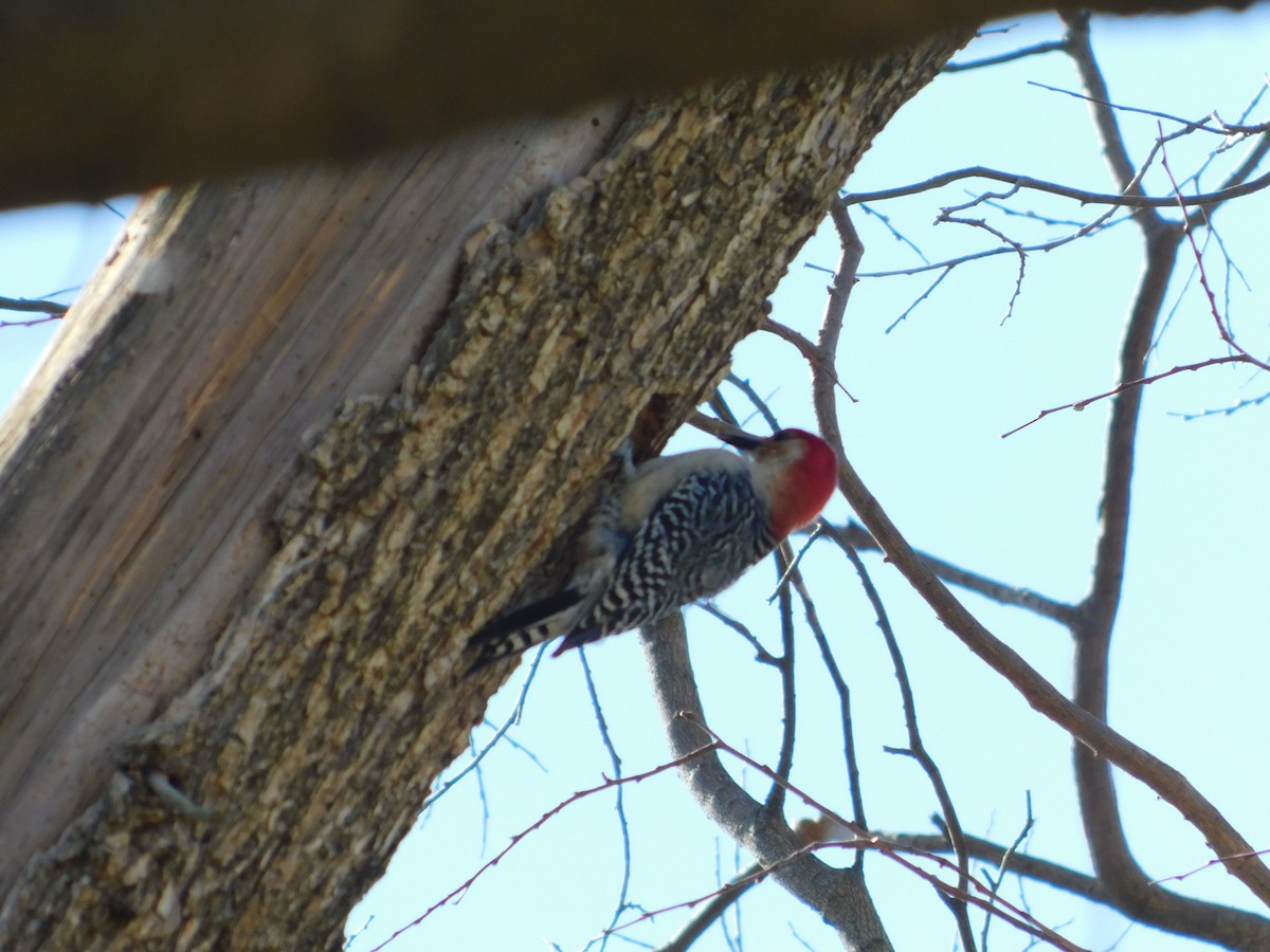 Red-bellied Woodpecker - Clyde Singleton