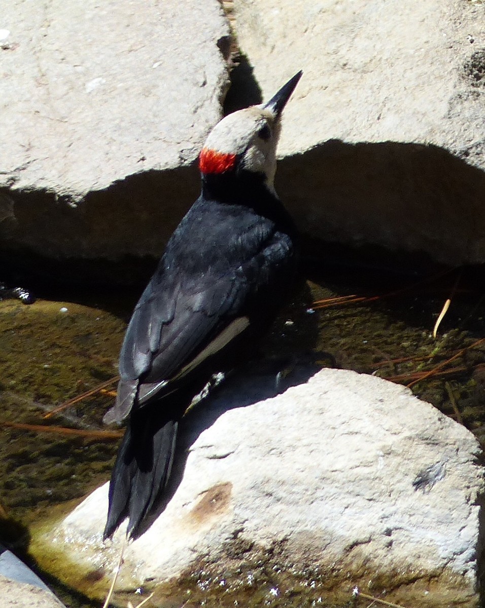White-headed Woodpecker - Kevin Long