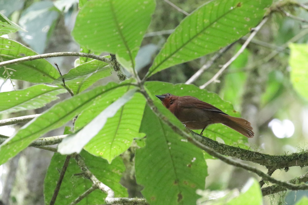 Red-crowned Ant-Tanager - Cameron Eckert