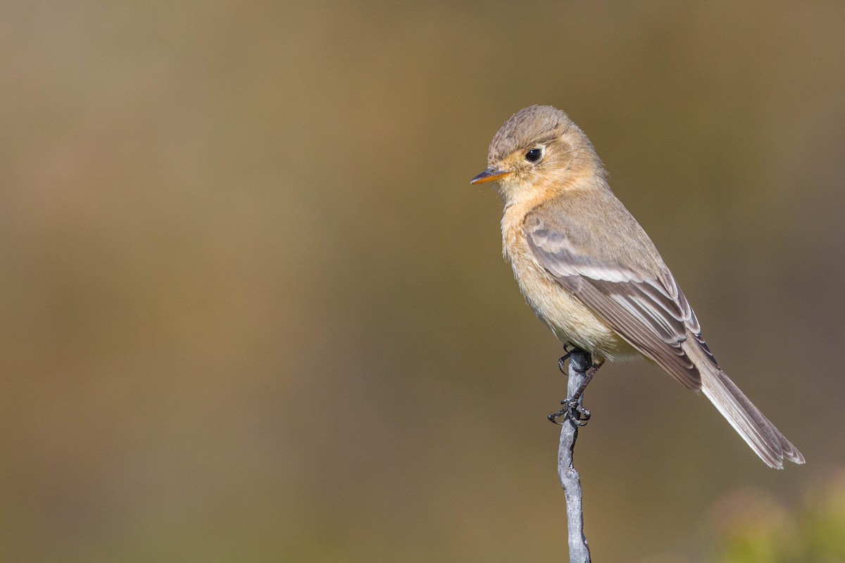 Buff-breasted Flycatcher - Tanner Martin