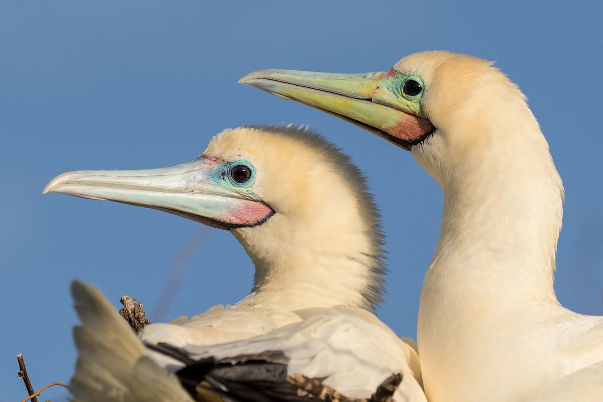 Red-footed Booby - ML149126651