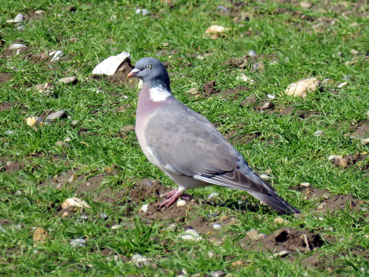 Common Wood-Pigeon (White-necked) - ML149127971