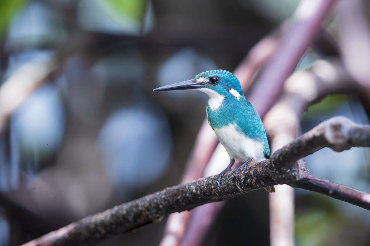 Small Blue Kingfisher - Laurie Ross | Tracks Birding & Photography Tours