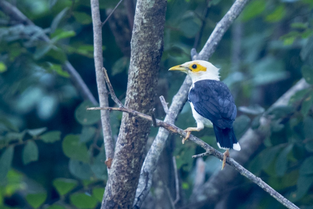 Black-winged Myna (Gray-rumped) - Laurie Ross | Tracks Birding & Photography Tours