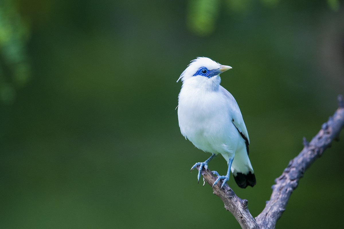 Bali Myna - Laurie Ross | Tracks Birding & Photography Tours
