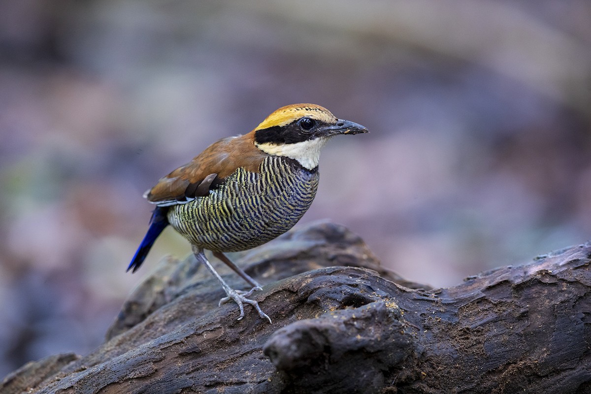 Javan Banded-Pitta - Laurie Ross | Tracks Birding & Photography Tours