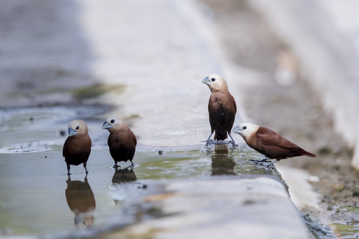 White-headed Munia - Laurie Ross | Tracks Birding & Photography Tours
