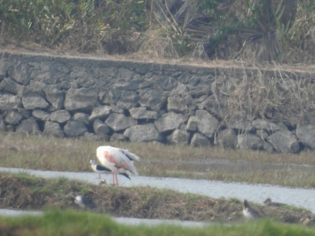 Greater Flamingo - PRIYA  AV